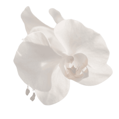 Beauty Lies Within Flower